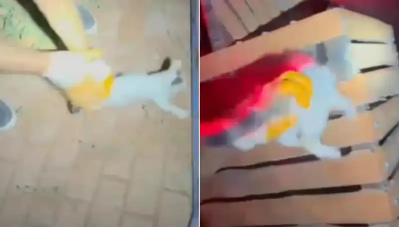 Gece Yarısı İtfaiye Ekibinden Kedi Kurtarma Operasyonu