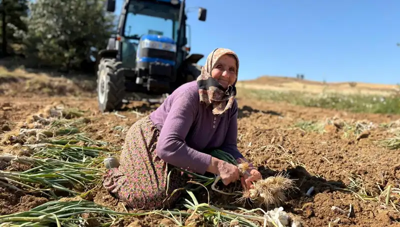 Selenyum Zengini Yerel Ürün: Tarladan Günlük 1.200 Lira Kazanıyorlar