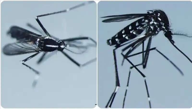 Chikungunya Virüsü: Belirtileri ve Yayılma Alanları Üzerine Her Şey
