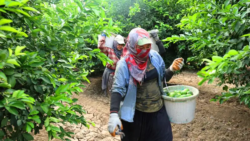 Marketlerdeki Meyve Fiyatları Düşmeyi Bekliyor: Hasat Sezonu Açıldı!