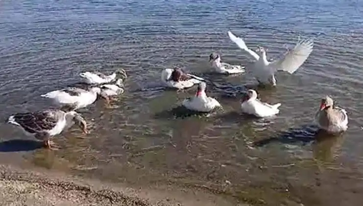 ** Kazlar Denizde Yüzdükleri İçin Kümese Kapatıldı, Mahallede Tartışmalar Büyüyor**