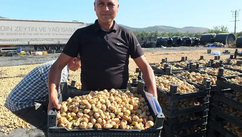 Balıkesir'de Hasat Zamanı: Çin ve Rusya’ya İhracat Rüzgarı