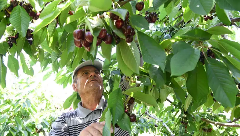Lapseki Devi: Çay Bardağına Bile Sığmayan Dev Sebze!