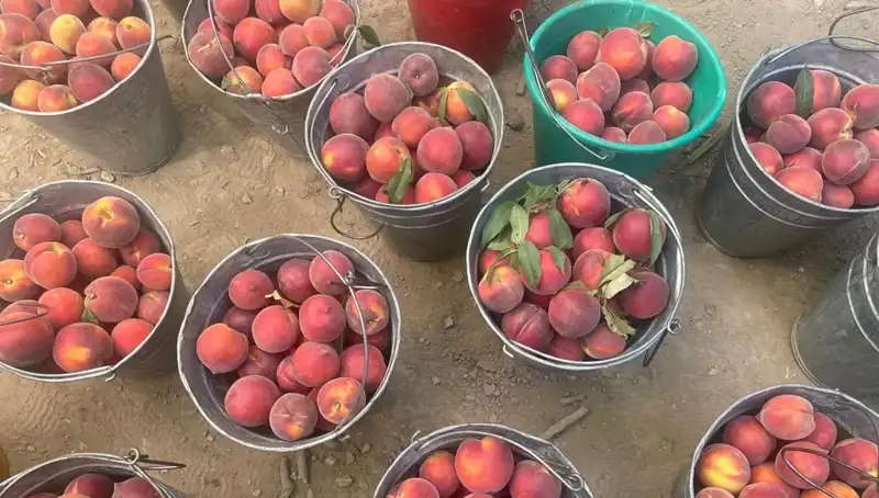 Çiftçilerin Yüzü Gülüyor: Hasat Döneminde Fiyatlar 100 TL'yi Geçti!