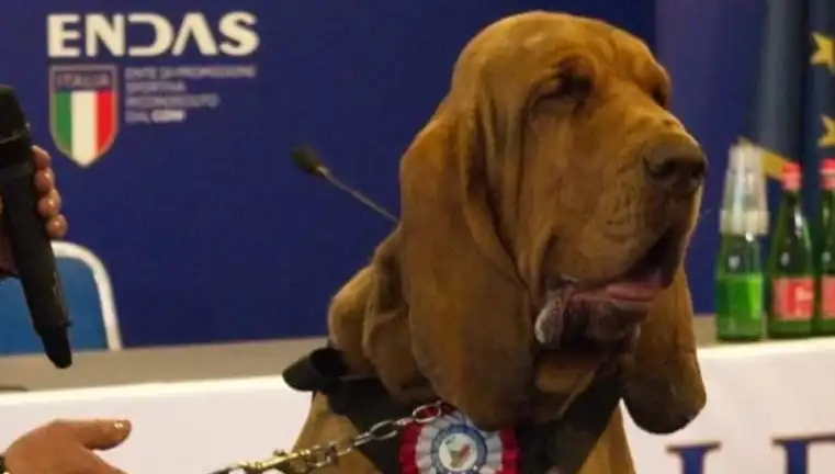 Arama Köpeğine Şok Suikast: Çivili Sosisle Katledildiği Olay